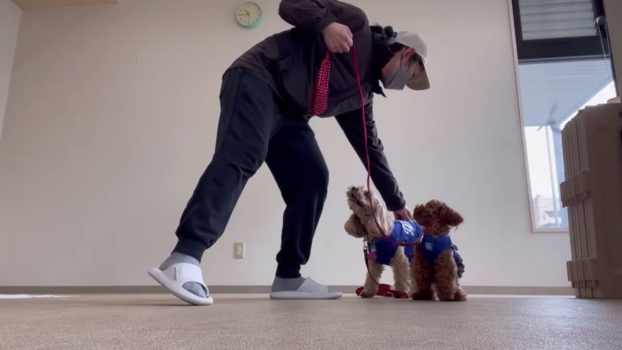 小春ちゃん、小梅ちゃんのトレーニングの様子　2026.3.18 稲垣