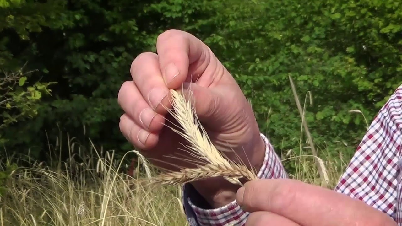 Rågmejning på Linnés Råshult 2016