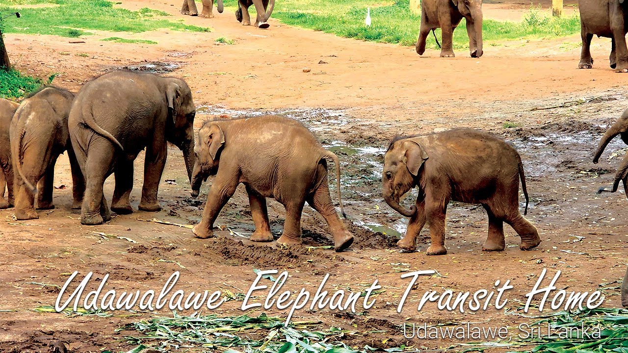 Feeding Time! 🍼 Meeting 50+ Orphaned Baby Elephants at Udawalawe