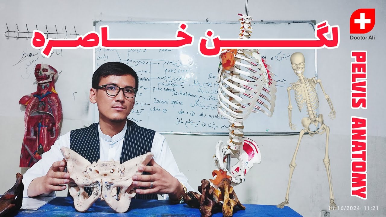 آناتومی حوصله یا pelvic با جزییات آناتومیکی آن