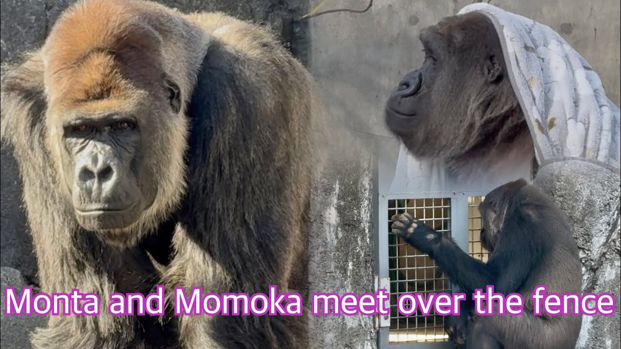 🦍モンタとモモカ柵越しのお見合い後、モモカは凄く気になってる様子だがモンタは…