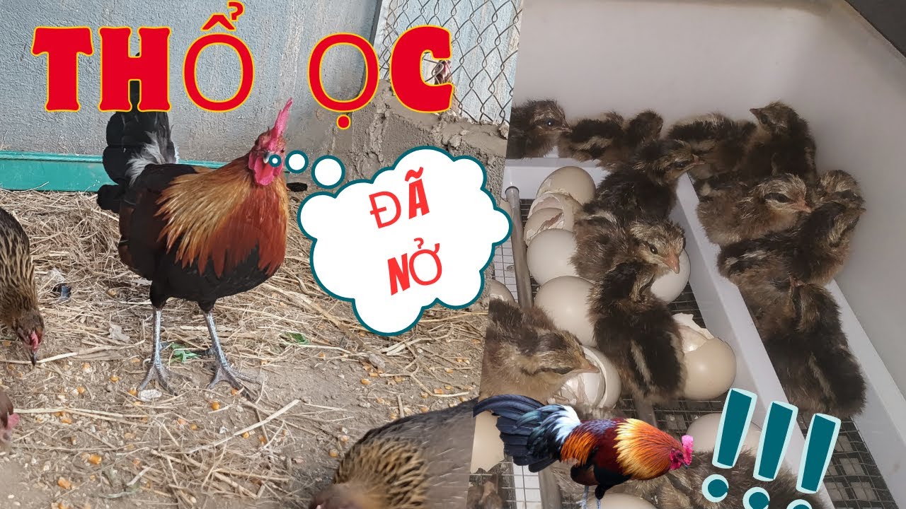 Tin vui, hậu duệ nọc vip thổ ọc đã nở#Gallus gallus #nuoigarung #gàrừnggáy
