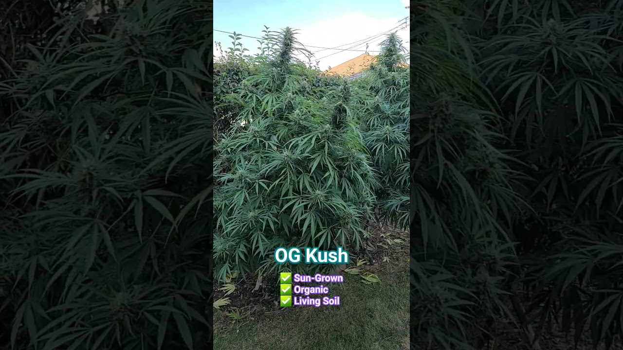 OG Kush by Seedsman #organic #gardening #Chicago #OGKush #seedsman #plantmedicine #growyourown