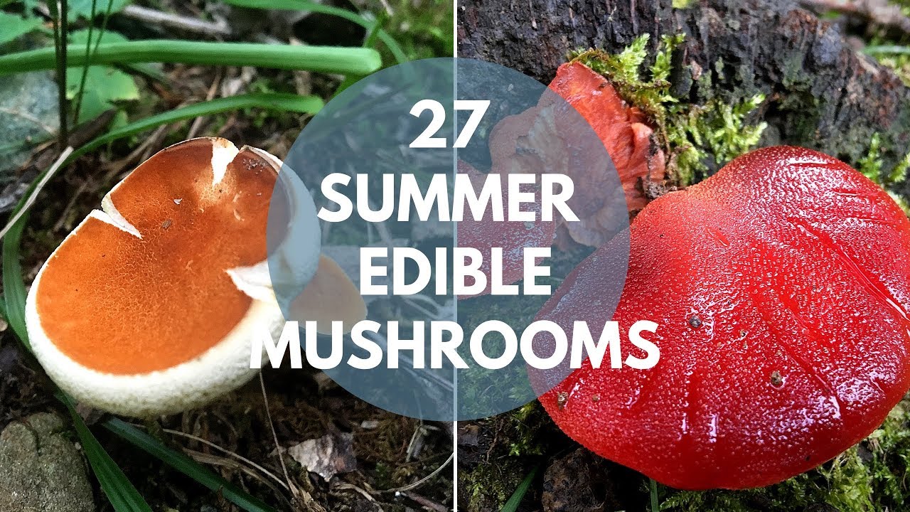 Wild Mushrooms You Can Eat: Summer Edition