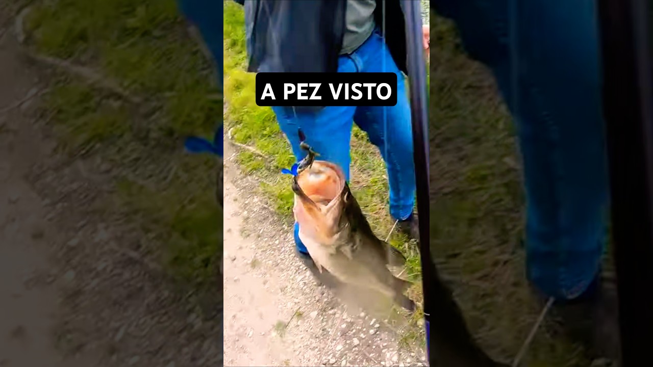 Black Bass grande a pez visto #pescadeorilla #lobina #bassfishing #lurefishing #pesca