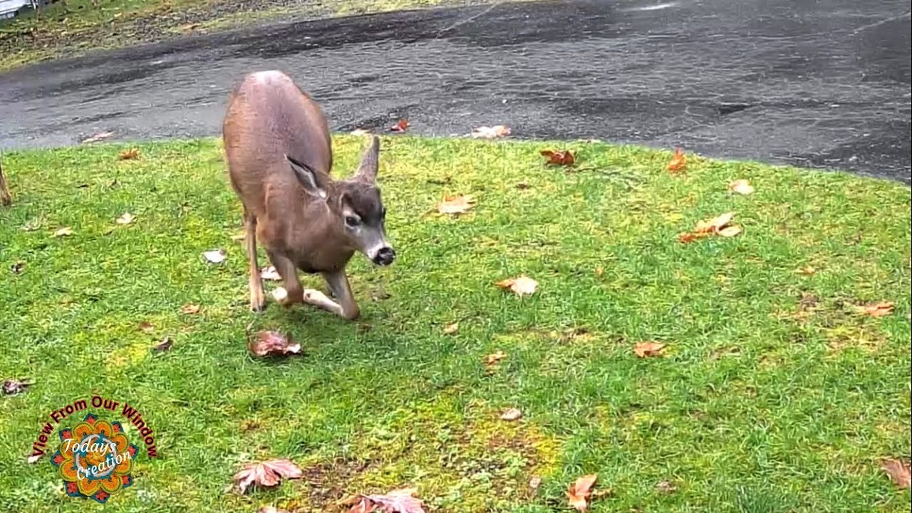 Testing New  Cam. Setup,Dekco 2K Wired WiFi Cameras. Todays Creation View From Our Window. 