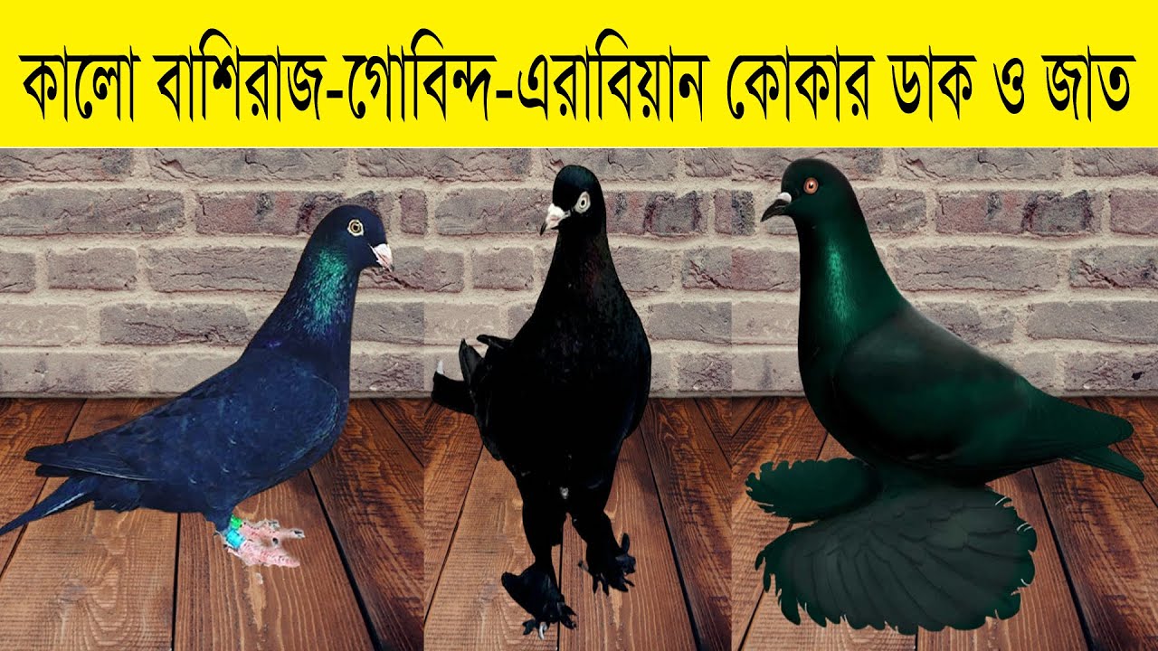 কালো বাশিরাজ কোকা এবং এরাবিয়ান কোকা ও গোবিন্দ কোকার ডাক দেখুন এবং অরজিনাল জাত চিনুন এবং দাম জানুন