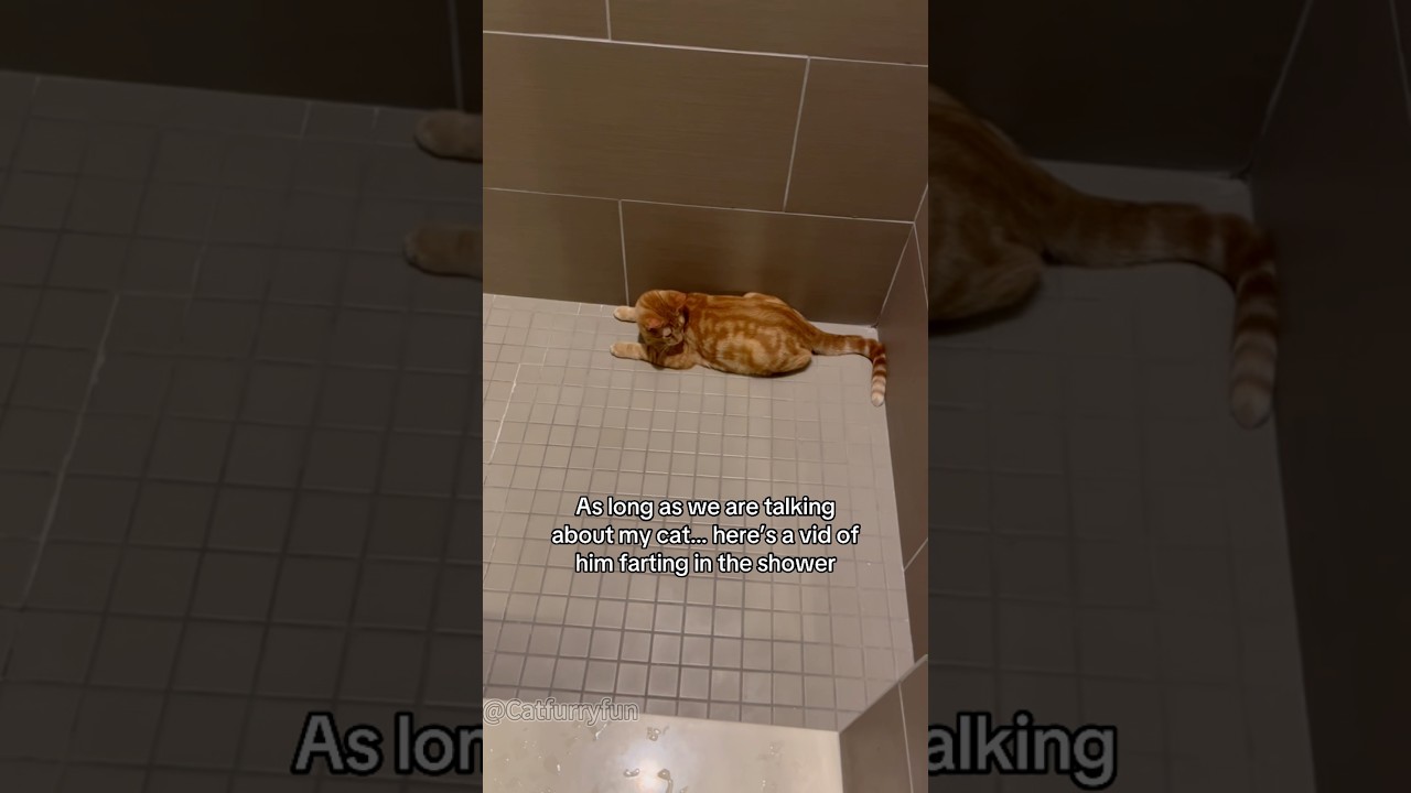 Cat farts caught on camera😂😂😂
