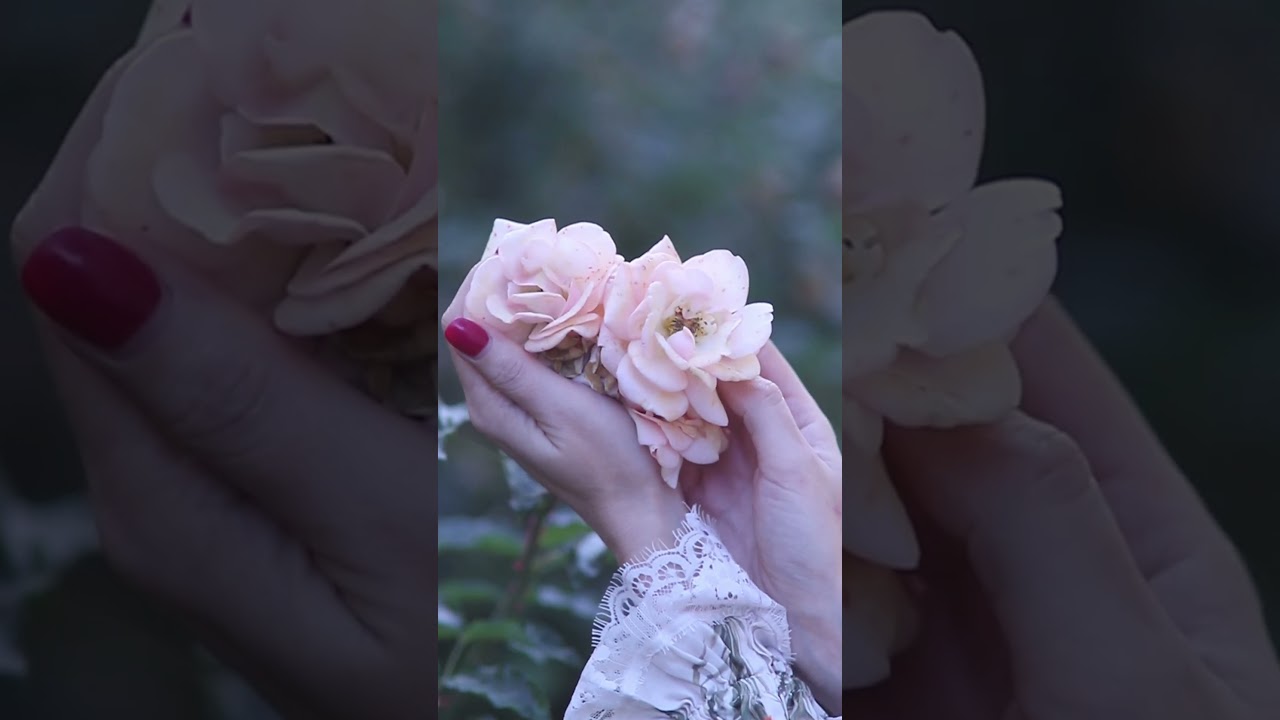 Rosa Rosa Medicina 🌹 is out now on all platforms!