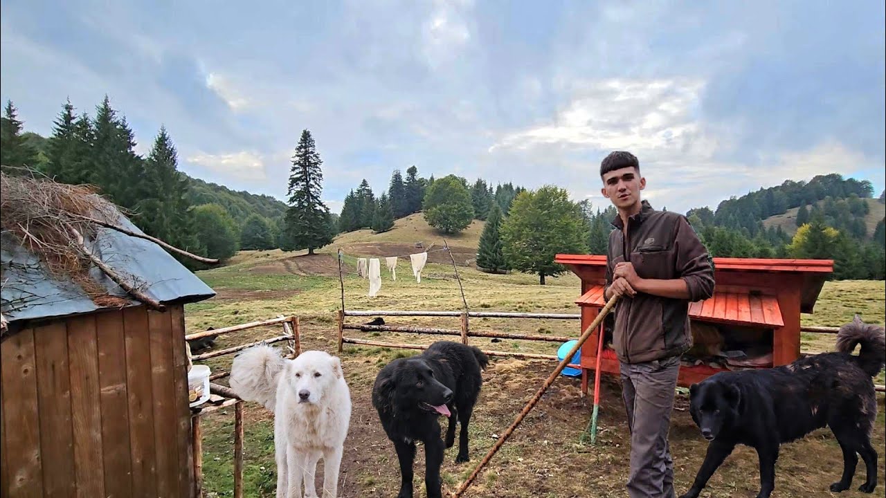 SUS PE MUNTE,LA STANA LUI DAVID MUREA,CAINII CIOBANESTI SUNT PREGATITI SA APERE ANIMALELE DE URSI.