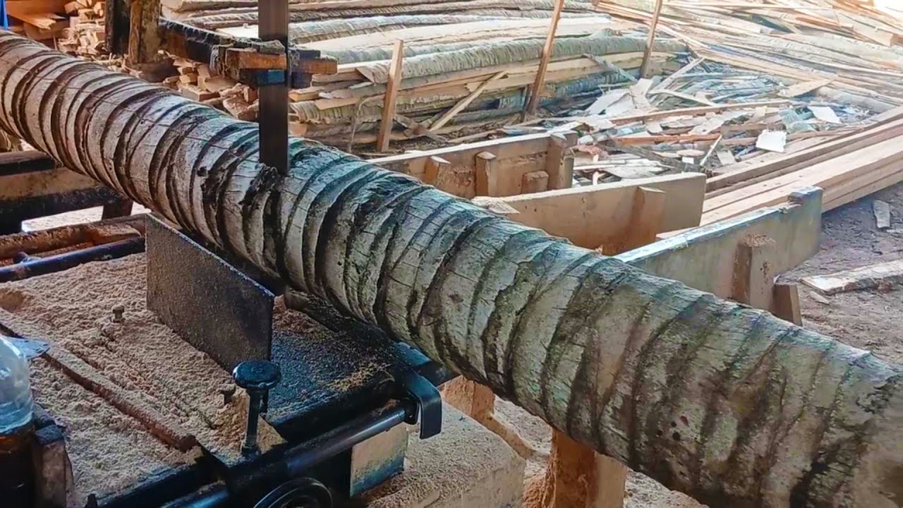 Coconut Tree Sawing Is Increasingly Popular With Consumers Is Exploding