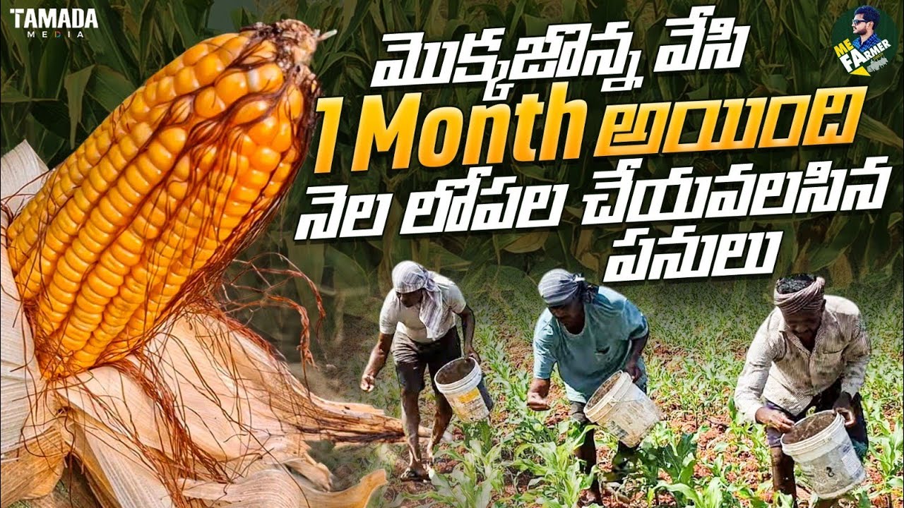 మొక్కజొన్న కి వాడవలసిన మందులు || Advanta Pac 751 || Maize Farming || @MeFarmerSuresh