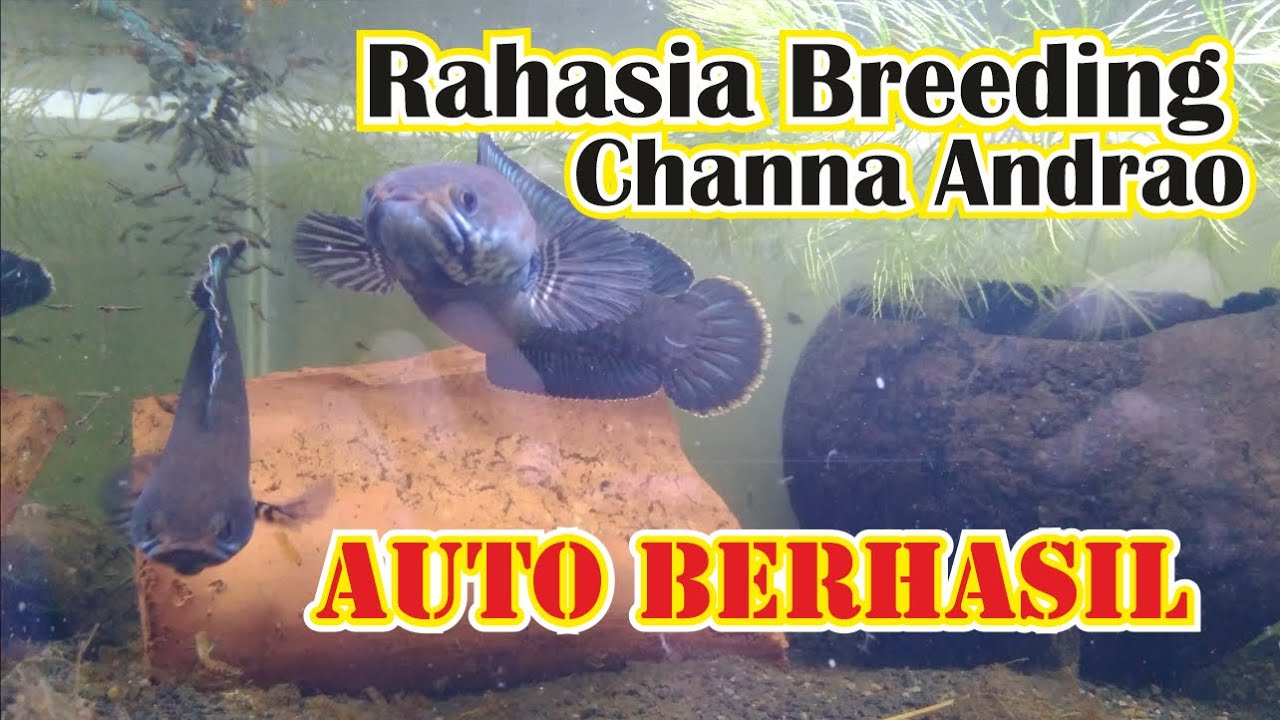 BREEDING CHANNA ANDRAO. CARA BREEDING ANDRAO AGAR BERHASIL!!!