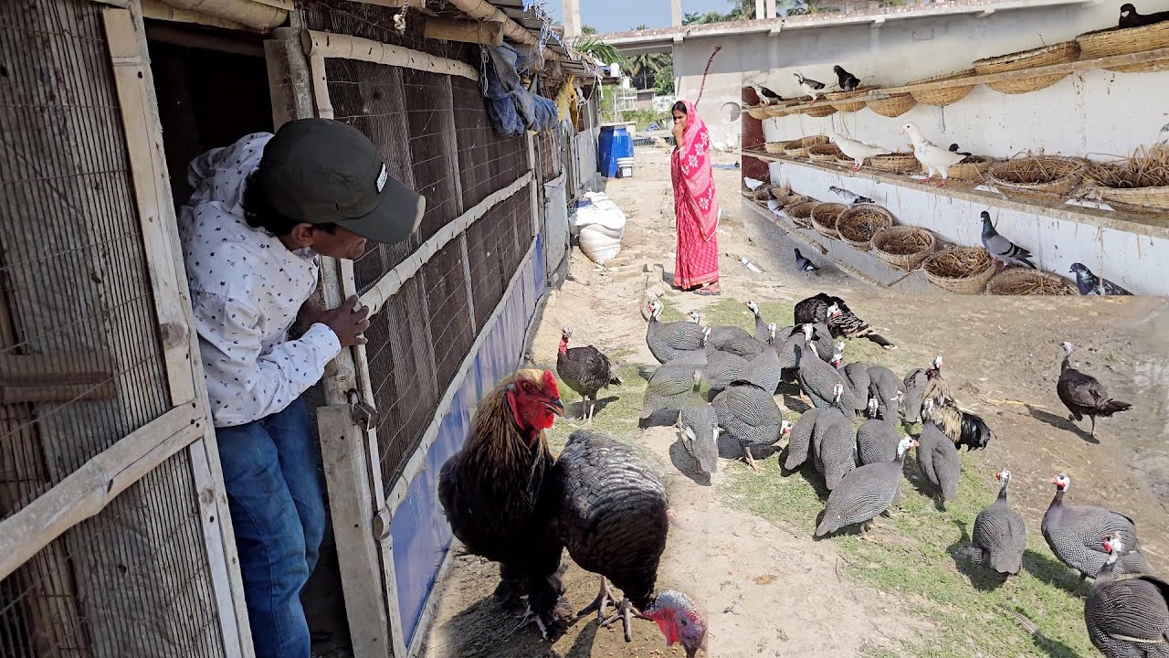 Breeding Progress Of Pigeons & Parrots At Our New Farm.