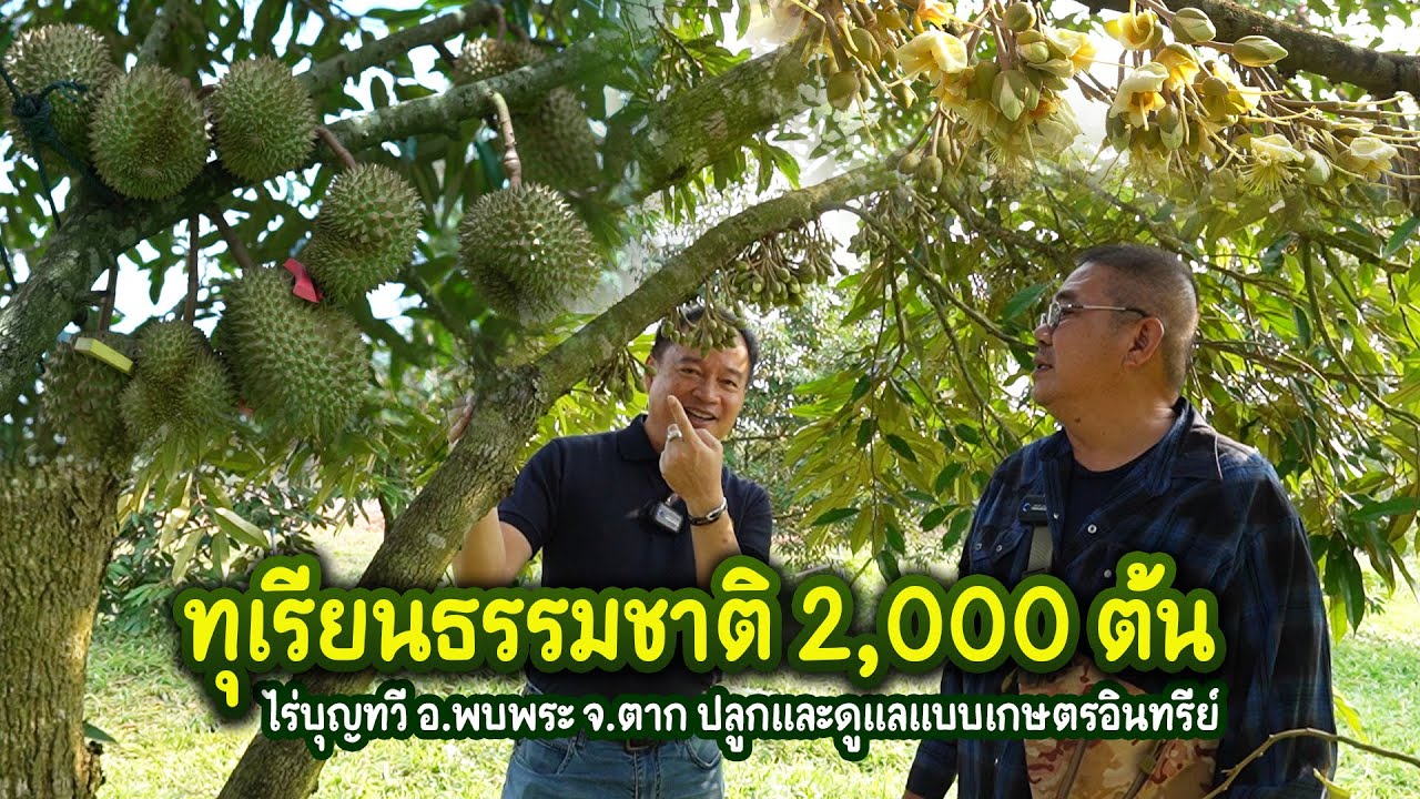 ทุเรียนธรรมชาติ 2,000 ต้น ลดต้นทุนได้ 40 % ไร่บุณทวี อ.พบพระ จ.ตาก KING FARMER