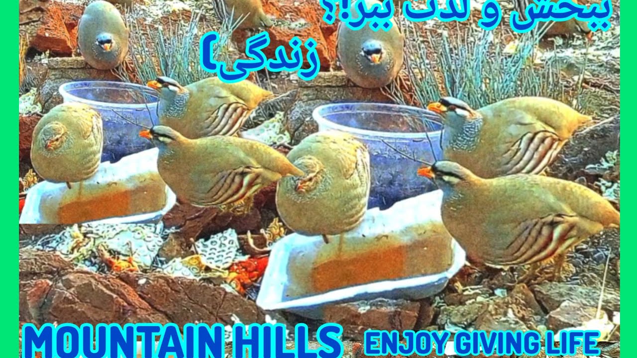         آرامش کنار این مهمونای دوست‌داشتنی 🤍 کبک،تیهو، Peaceful moments with these lovely guests 🤍