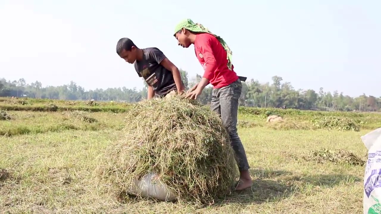 কর্মব্যস্ত গ্রামের মানুষের বসে থাকার সময় নেই—