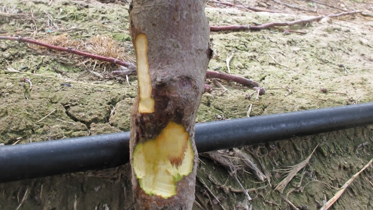Root rot treatment in apple #himalayanfarming | apple disease