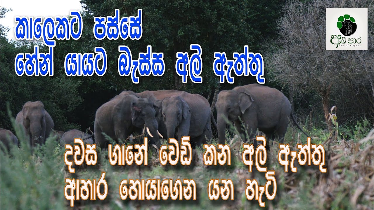 කාලෙකට පස්සේ හේන් යායට  බැස්ස අලි ඇත්තු