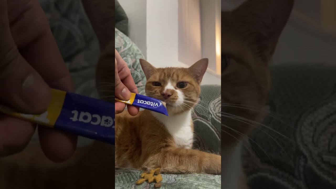 Mr Ginger cat is live