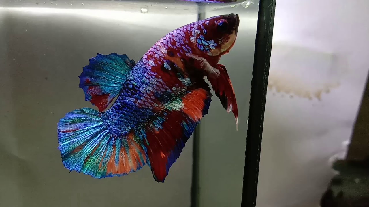 my betta fish (multicolour)