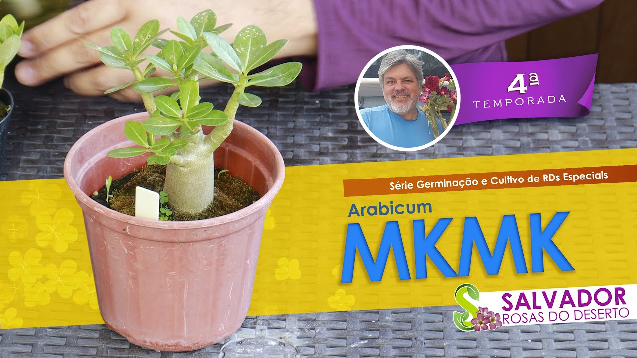 ROSA DO DESERTO MKMK A MAGESTADE DAS ARABICUNS