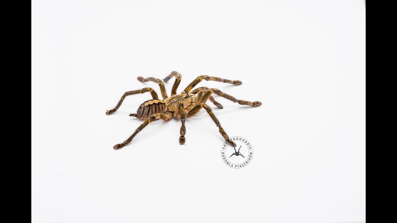 #14  PRZEDWCZESNE ODBIERANIE KOKONU Poecilotheria rufilata - INKUBACJA PTASZNIK&Oacute;W - SUKCES