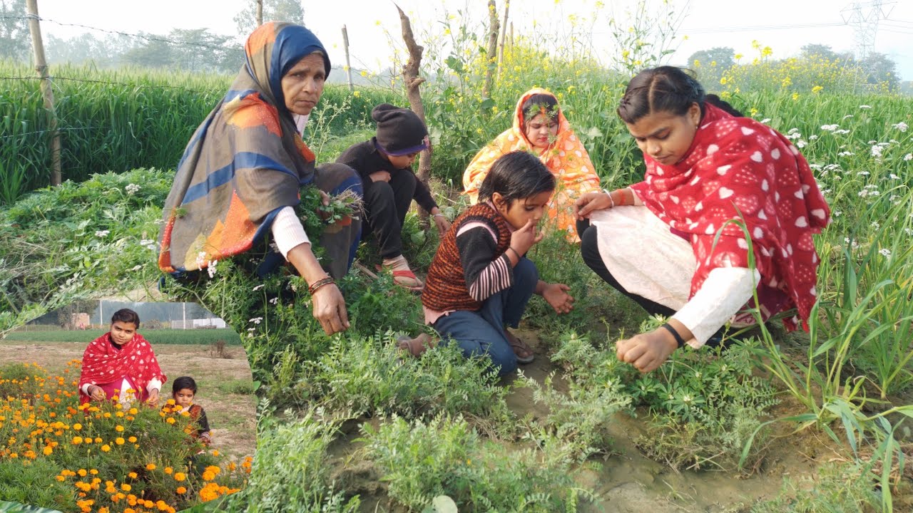 🤷‍♀️Aaj a gaye apne khet 🌿chane ka sag khane 🌿