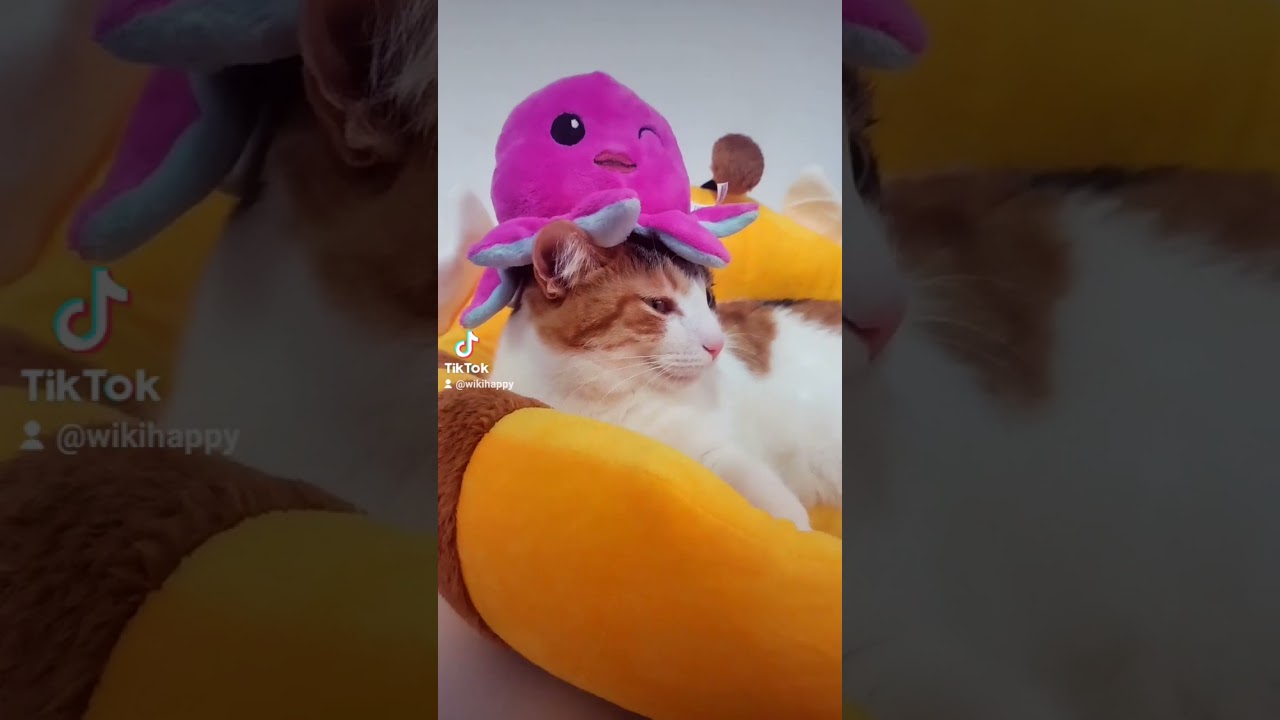 Lo que tiene que soportar... 🤭 #gatos #cat #cats #catlover #gato