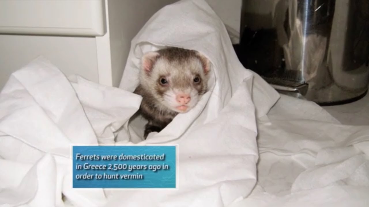 Vets Help Save a Ferret That Has the Flu | Vets Saving Pets