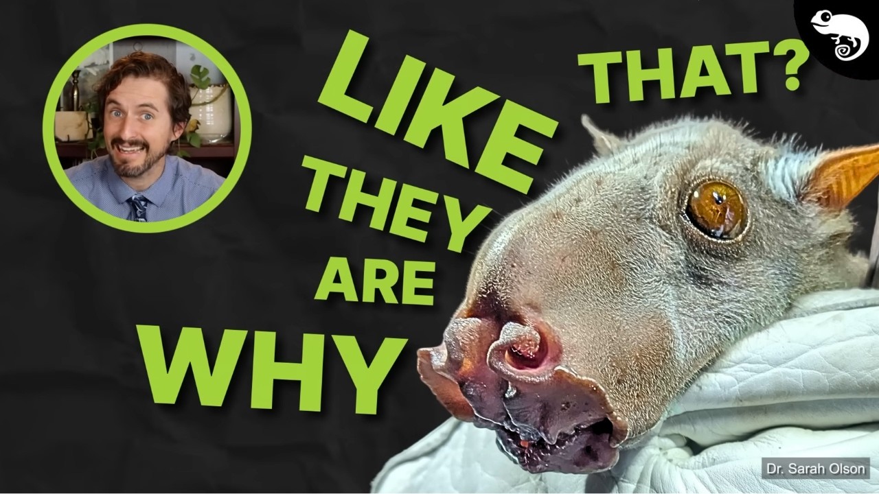 Zoologist Reacts to Super Weird Animals!