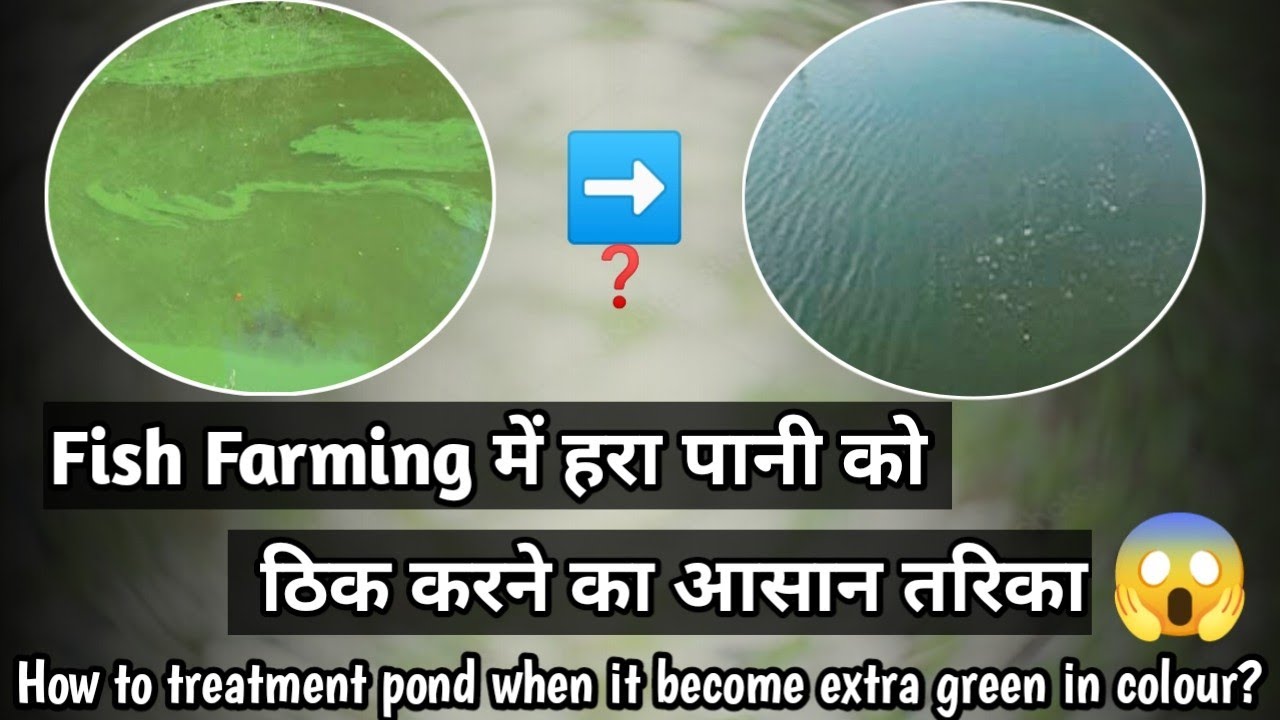 Fish Farming में हरा पानी को ठिक करने का आसान तरिका🤯//How to eliminate extra green colour from pond?