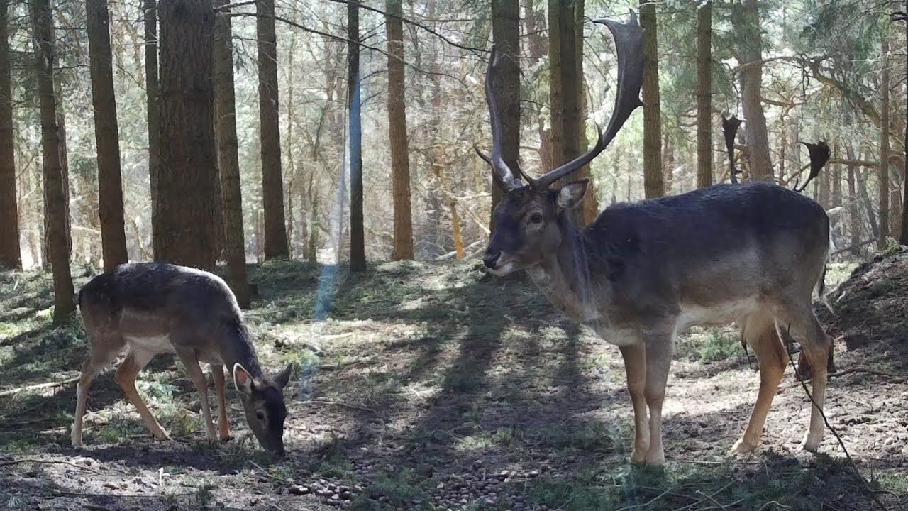 Zrzuty łopaty daniela 2022 - Piękna świeża para położona 10 metrów od fotopułapki. 😁