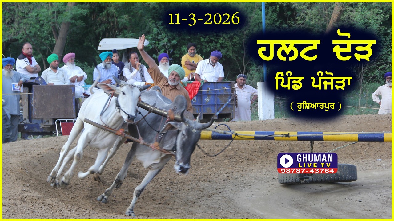 ਹਲਟ ਦੌੜ // ਪਿੰਡ ਪੰਜੋੜਾਂ // ਹੁਸ਼ਿਆਰਪੁਰ  // 11-3-2026