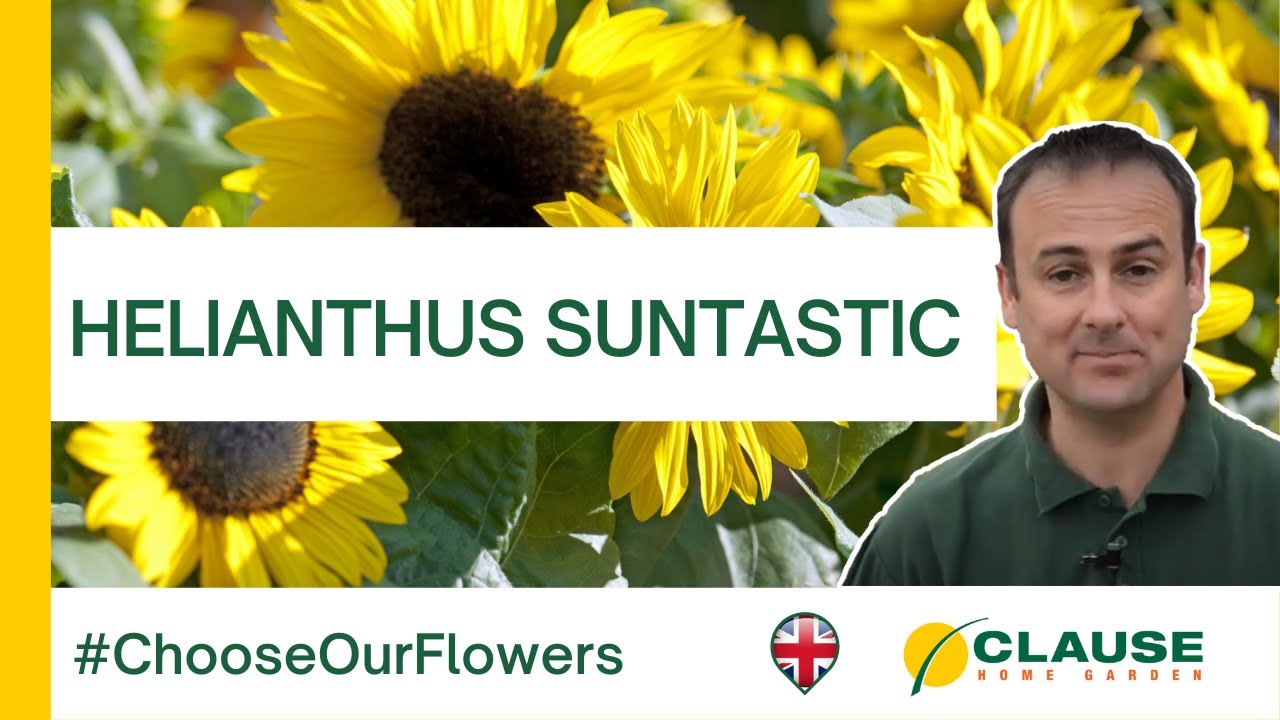 The PERFECT Sunflower for culture out of pot : Helianthus Suntastic - #SeedStories | HM.CLAUSE
