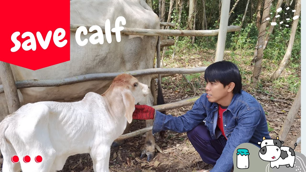 save calf Because the calf refuses to drink milk, find a way to help