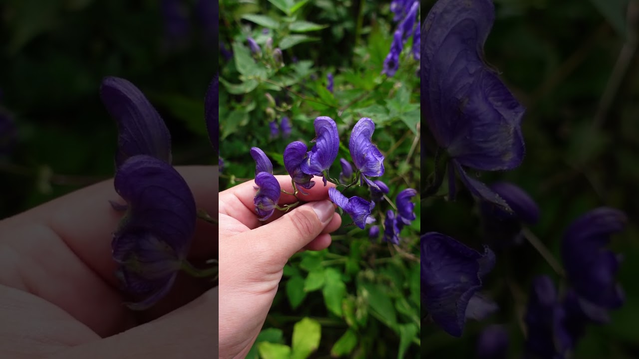 Tojad wschodniokarpacki (Aconitum lasiocarpum) - silna trucizna! #natura #zioła