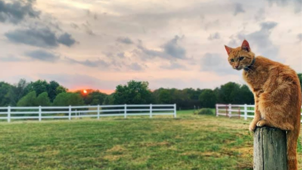 Loss on the homestead | Celebrating LIFE and light after DEATH on the farm