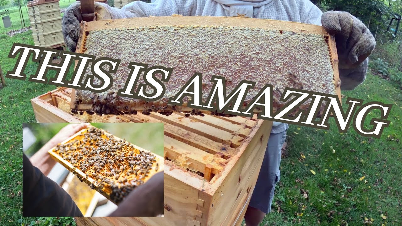 Apiary Check | Amazing !