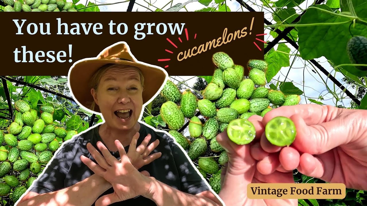 Grow Cucamelons🍈So easy to grow 🤠