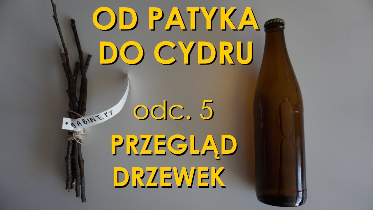 Przegląd zaszczepionych jabłoni - Od patyka do cydru odc. 5