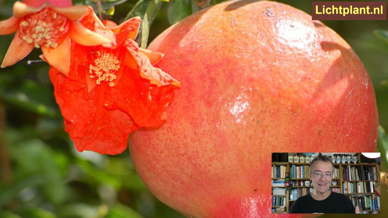 De geneeskracht van granaatappel