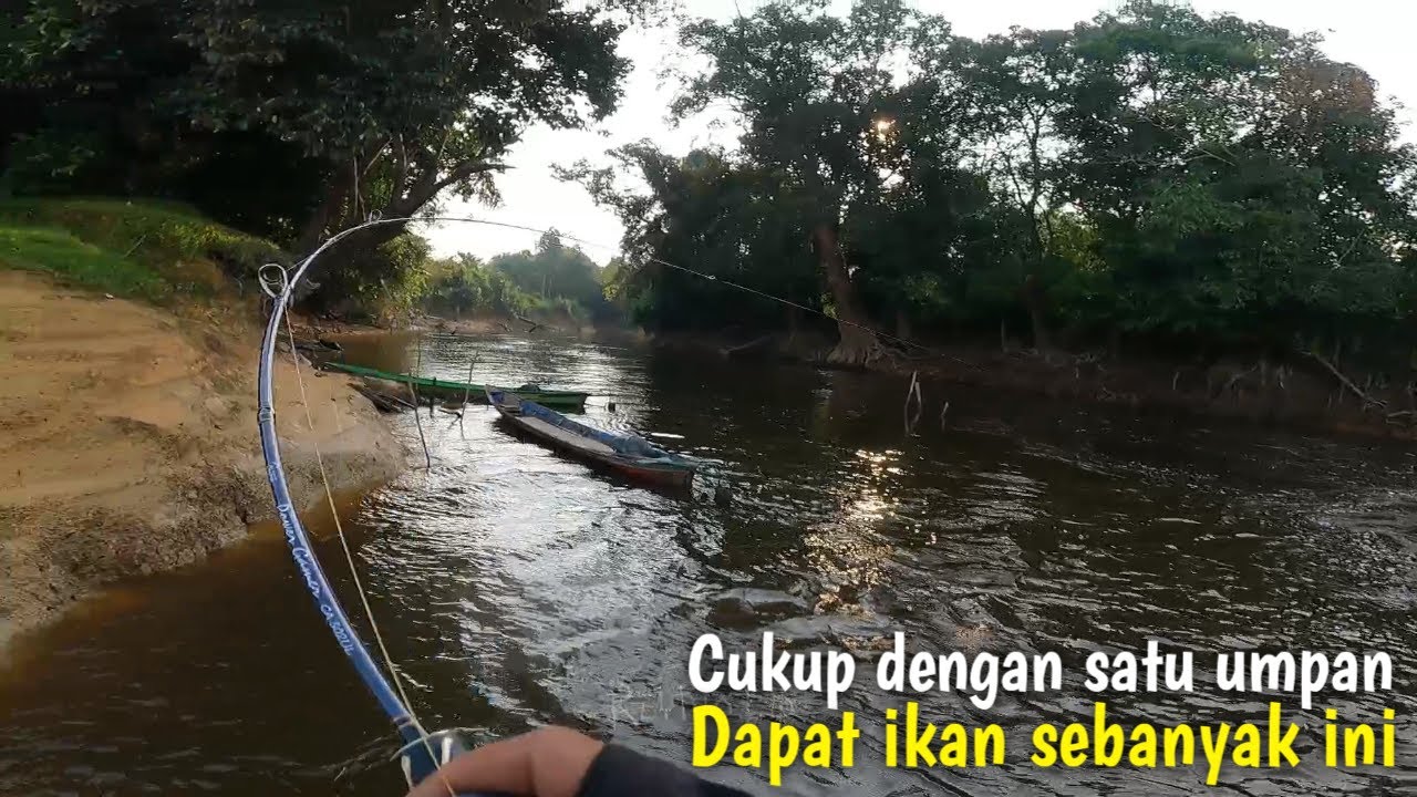 SERASA MANCING DI KOLAM ! CUKUP SATU UMPAN DAPAT SEBANYAK INI || Reynold sb casting hampala