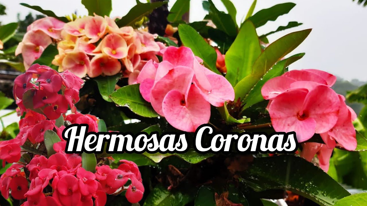 #56//Visitando las Coronas De Cristo de mi Hermana Lulú en Veracruz./❤️#Euphorbia Milli. #corona