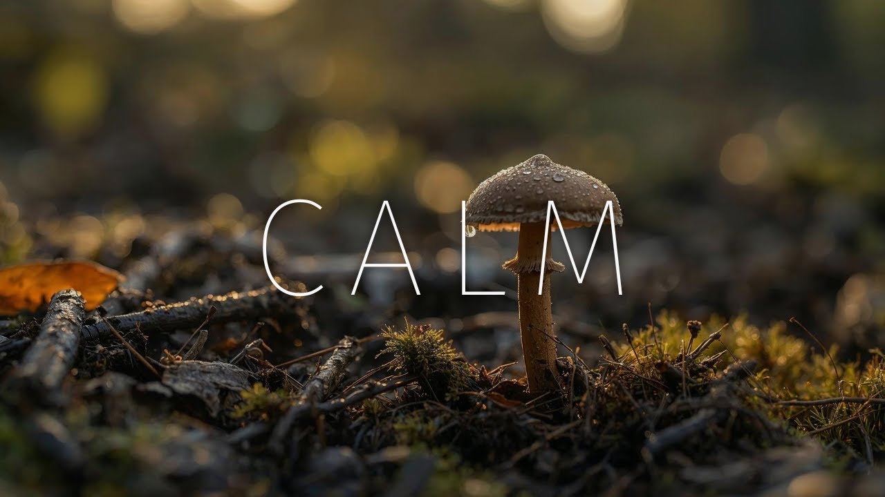 Forest Emerge Ambience | Focus Music for Deep Work, Study & Reading (3 Hours)