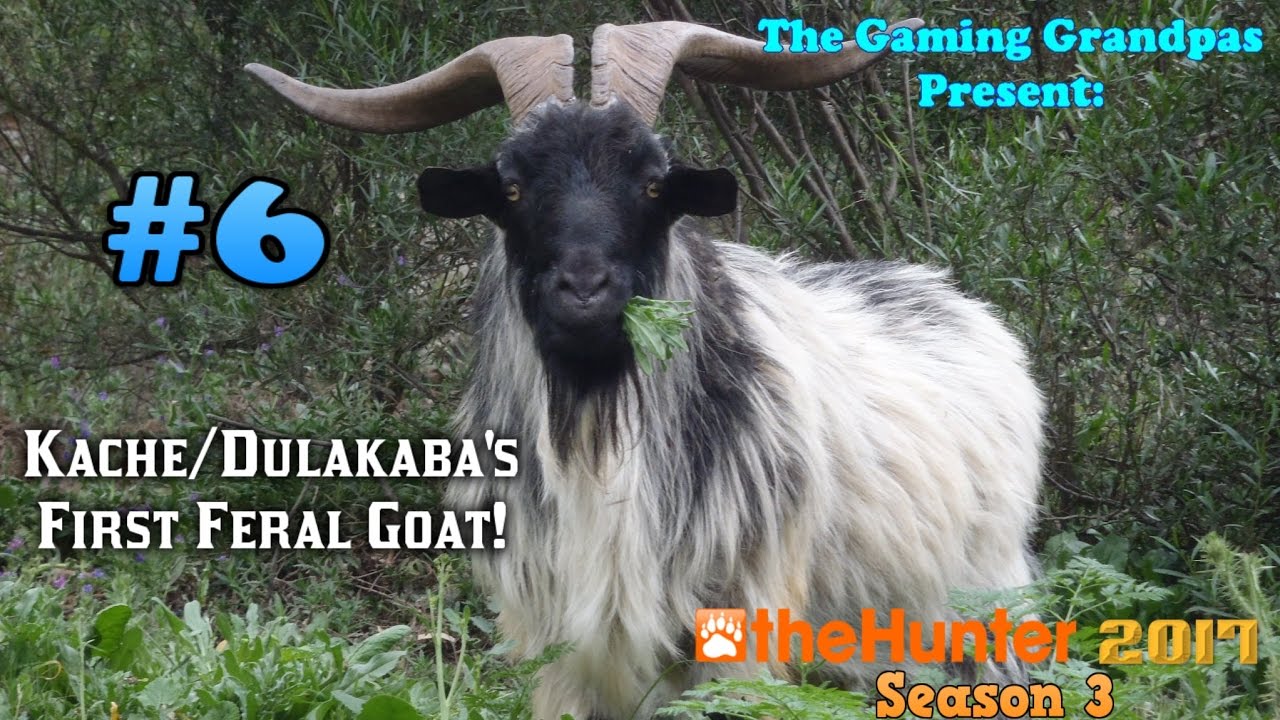 Kache/Dulakaba's First Feral Goat! - The Hunter Classic