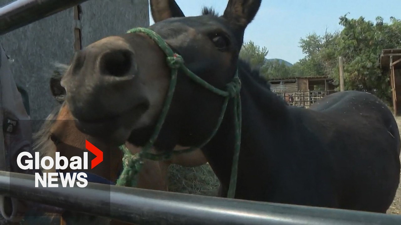 BC wildfire horse rescuer told to stand down after entering restricted zones