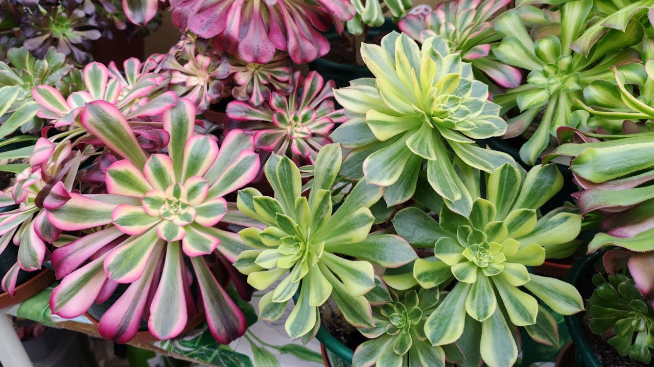 #actualização em época de muita chuva e frio. Aeoniums com identificação...parte 2'🥰🥰