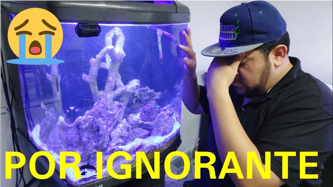 POR IGNORANTE, ECHE A PERDER TODO MI ACUARIO MARINO
