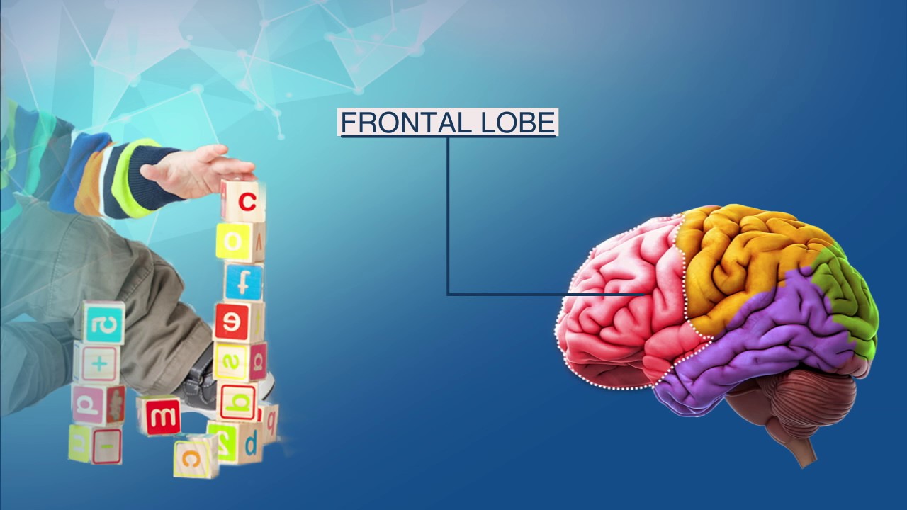 Role of DHA, ARA and phospholipids in cognitive development of infants